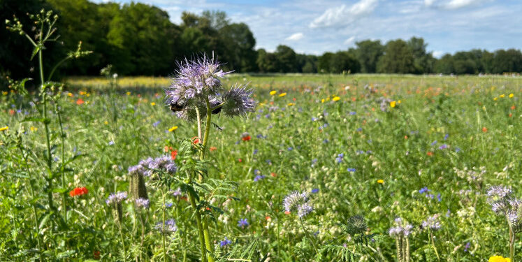 Global biodiversity governance offers a ray of hope for environmental diplomacy – EUROPP Global biodiversity governance offers a ray of hope for environmental diplomacy – EUROPP