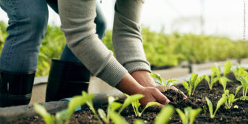 Parliament endorses simpler rules and more support for farmers | News | European Parliament