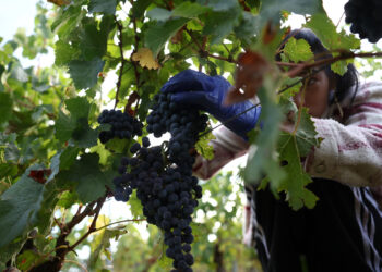 New measures to protect and promote the EU’s wine sector | News | European Parliament