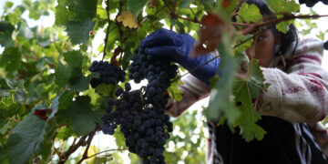 New measures to protect and promote the EU’s wine sector | News | European Parliament