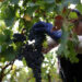 New measures to protect and promote the EU’s wine sector | News | European Parliament