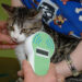 First EU rules to protect cats and dogs from abuses | News | European Parliament